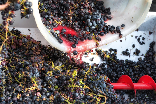 Fotomural Chianti wine production in Tuscany, Italy