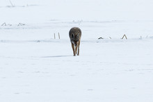 Coyote Walking On The Snow