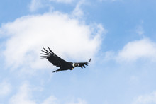Andean Condor In Flight. El Calafate, Los Glaciares National Park. Patagonia, Argentina