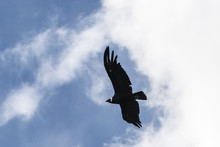 Big Andean Condor In Flight. Los Glaciares National Park. Patagonia, Argentina