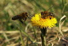 Bee And Yellow Flower And Second One Loking At First