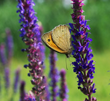 Brown Butterfly Climbing Down The Lilac Flower