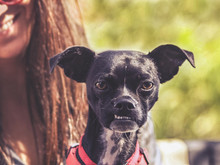 A Cute Boston Terrier Chihuahua Mix With A Funny Under Bite Sitt