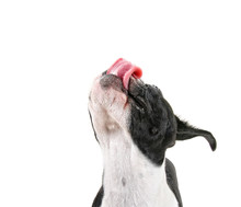 A Cute Baby Boston Terrier On A White Background With Her Tongue Out