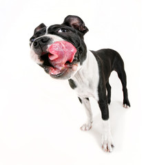 Wall Mural - a cute baby boston terrier on a white background with her tongue