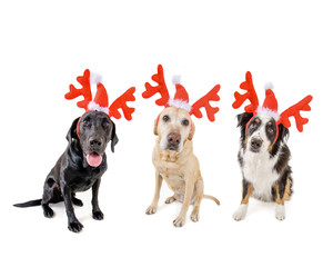 Wall Mural - three dogs dressed up in reindeer antlers for christmas on a whi