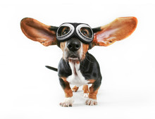 A Basset Hound With His Ears Flying Away Wearing Goggles Isolate