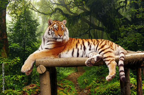 Dekoracja na wymiar  tygrys-w-dzungli