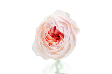 Beautiful pink rose isolated on white