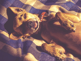 Wall Mural - dramatic lighting photo of a puppy sleeping on a plaid blanket w