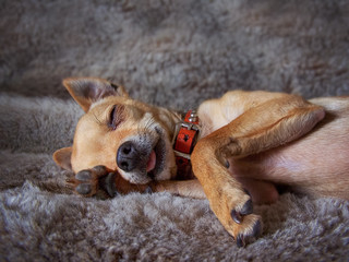 Wall Mural -  dramatic lighting photo of a puppy sleeping on a fake fur blank