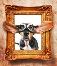 A Vintage Photo Frame With A Basset Hound Wearing Goggles Coming