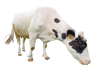 Wall Mural - Funny cute  black and white cow isolated on white. Full length cow olmost white eating. Farm animals. Cow, standing full-length in front of white background.