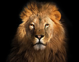 Fototapeta Zwierzęta - Lion king isolated on black