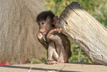 Baby Baboon Lifting Weight