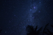 Palm Trees Under The Stars And The Milky Way