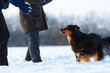 people playing with dogs in the snow