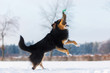 dog jumps for a treat bag in snow