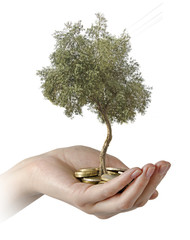 Wall Mural - Olive tree in palms as a gift