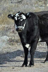 Black Cow