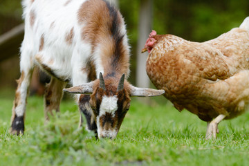 goat and chicken on meadow