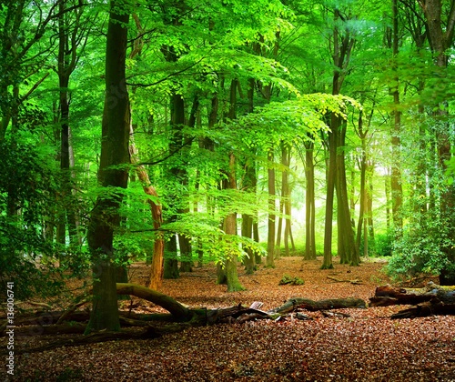 Obraz w ramie Spring beech tree forest in the Netherlands, Veluwe.