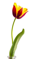 Fotomurales - Tulip isolated on white background