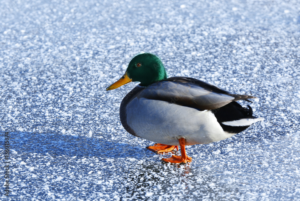 Duck near frozen lake on winter day