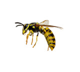 wasp isolated on white