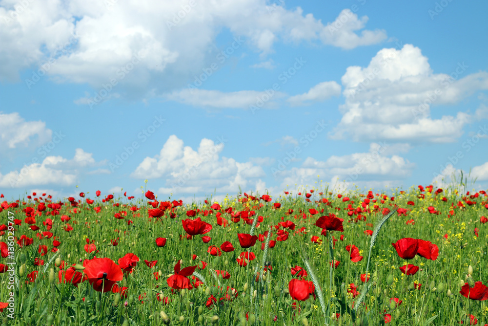 poppies flower meadow spring season - obrazy, fototapety, plakaty 