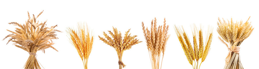 Wall Mural - various wheat ears isolated on white background