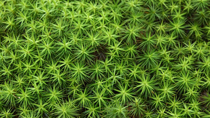 Star shape plant abstract background