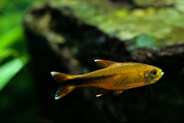 Wall Mural - Aquarium fish Silver Tipped Tetra swimming freshwater aquarium tank photo