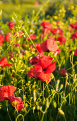 Canvas Print - Poppies Meadow, Tuscany