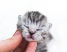 Newborn Kittens Striped. Blind Kittens British, Scottish Cat