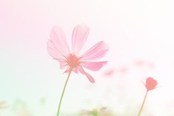 pink cosmos flower garden in full bloom.