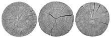 Cross Section Of Tree Trunk Showing Growth Rings On White Background. Wood Texture. Set