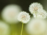 Fototapeta  - a group of dandelion puff タンポポの綿毛の群れクローズアップ