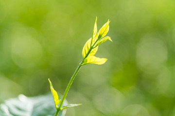 leaves of jasmine flower