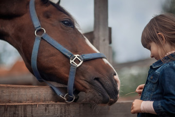 Cute girl feeding her horse in paddock