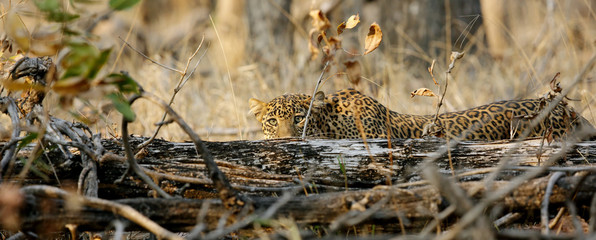 leopard hiding behind tree trunk, pench national park