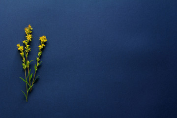flowers on a dark blue background. flat lay, top view
