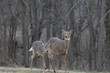 doe and yearling