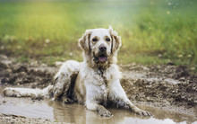 Golden Retriever In Puddle