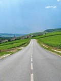 Fototapeta Kuchnia - Road and Vineyard in Champagne, France
