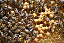 Honey Bees In Beehive Wax Frame Of Sealed Brood