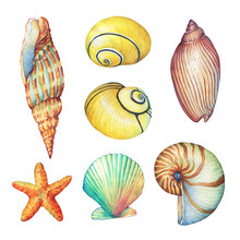 Set Of Underwater Life Objects -  Illustrations Of Various Tropical Seashells And Starfish. Marine Design. Hand Drawn Watercolor Painting On White Background.