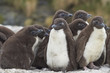 Rockhopper Penguin chicks (Eudyptes chrysocome) huddle together in a creche whilst their parents are away at sea feeding. Coast of Bleaker Island in the Falkland Islands.