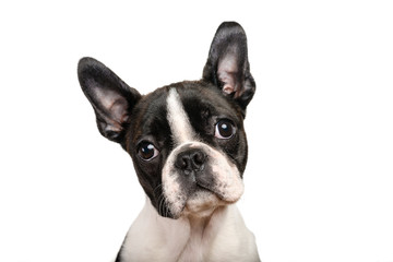 Boston terrier puppy isolated on white for copy space use - studio shot