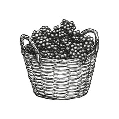 Canvas Print - grapes in basket.